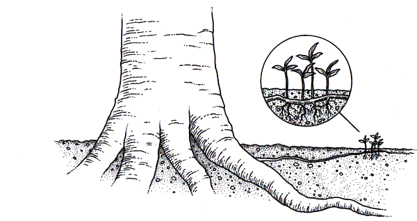 Скандальная правда о сексуальной жизни растений (СИ) - i_024.png