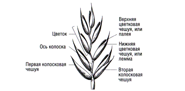 Скандальная правда о сексуальной жизни растений (СИ) - i_031.png