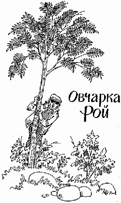 Овчарка Рой. Овчарка Рой и девятый "В" - i_002.png