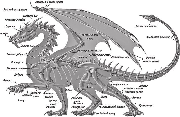 Мифологическое драконоведение - i_022.jpg