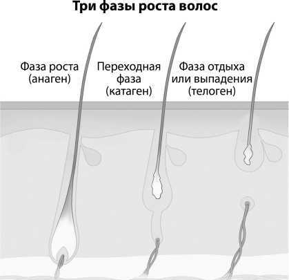 Про волосы. Здоровье и красота от корней до самых кончиков - i_003.jpg