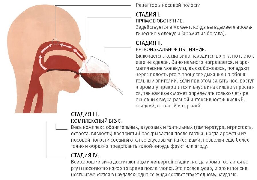 Винология: Записки профессионального гурмана о лучшем из напитков и культуре его потребления - i_017.jpg