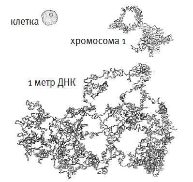 Простое начало. Как четыре закона физики формируют живой мир - i_029.jpg