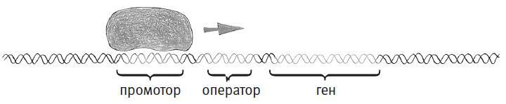 Простое начало. Как четыре закона физики формируют живой мир - i_033.jpg