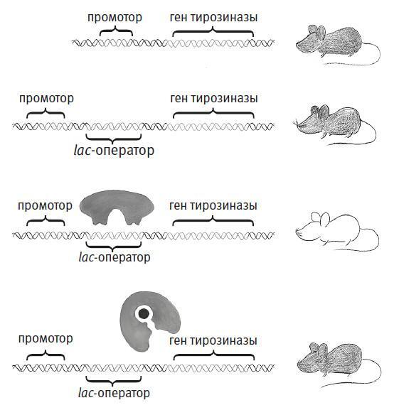 Простое начало. Как четыре закона физики формируют живой мир - i_039.jpg