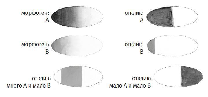 Простое начало. Как четыре закона физики формируют живой мир - i_062.jpg