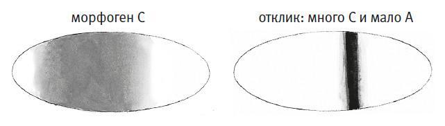 Простое начало. Как четыре закона физики формируют живой мир - i_063.jpg