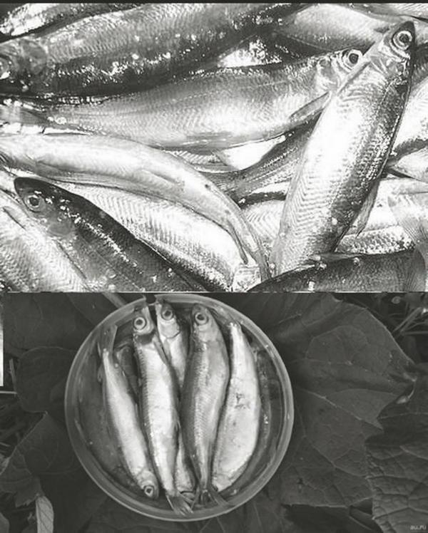 "Перевал Дятлова". Компиляция. Книги 1-9 (СИ) - i_065.jpg