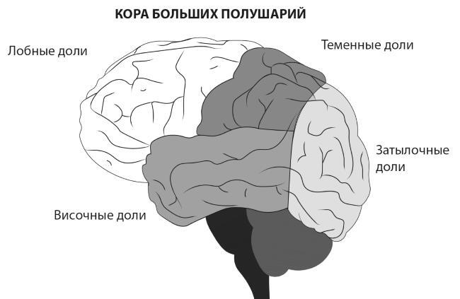 Мозг долгожителя. 7 шагов к ясности ума, крепкой памяти и устойчивому вниманию - i_003.jpg