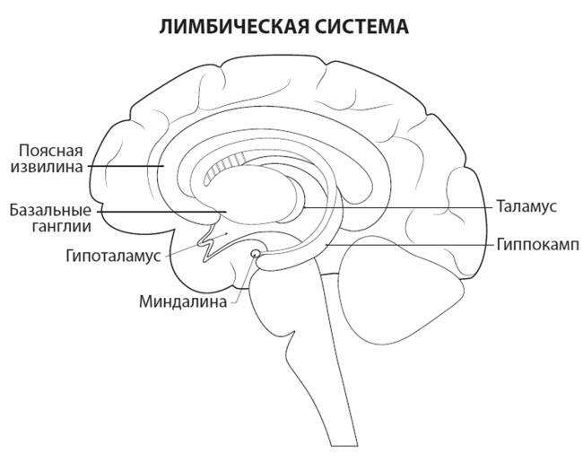 Мозг долгожителя. 7 шагов к ясности ума, крепкой памяти и устойчивому вниманию - i_004.jpg