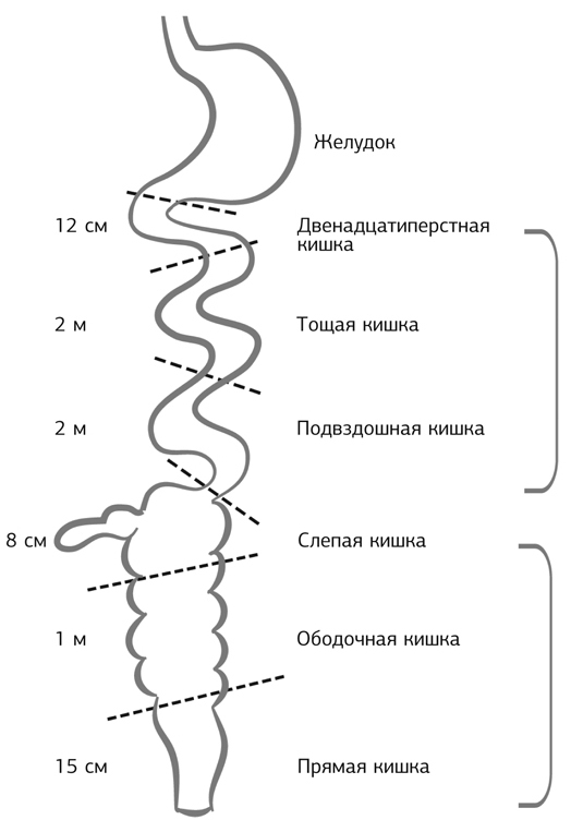 Кишечник работает. Мы отдыхаем - i_001.jpg