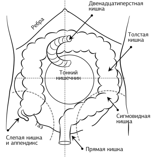 Кишечник работает. Мы отдыхаем - i_003.jpg