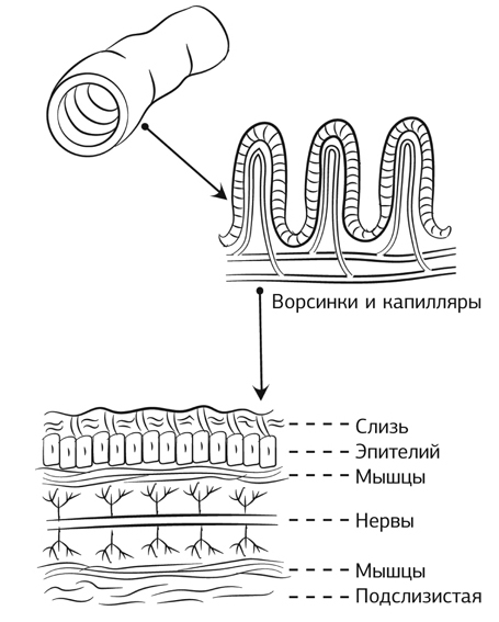 Кишечник работает. Мы отдыхаем - i_004.jpg