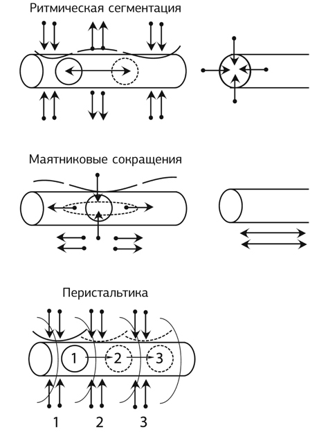 Кишечник работает. Мы отдыхаем - i_010.jpg