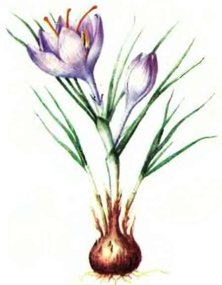 Легенды и быль о лекарственных растениях - _06.jpg