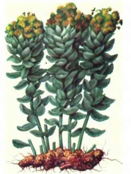 Легенды и быль о лекарственных растениях - _08.jpg