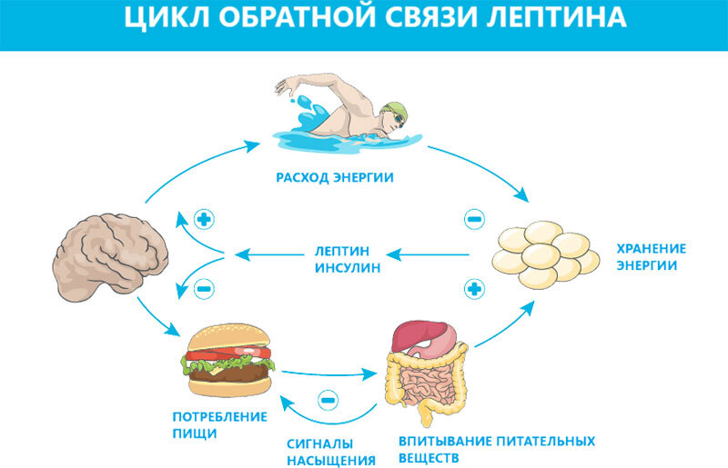 Переедание – основная причина всех болезней. 60 способов справится с перееданием, сохранить здоровье и кошелёк - i_001.jpg