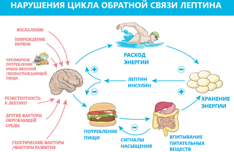 Переедание – основная причина всех болезней. 60 способов справится с перееданием, сохранить здоровье и кошелёк - i_002.jpg