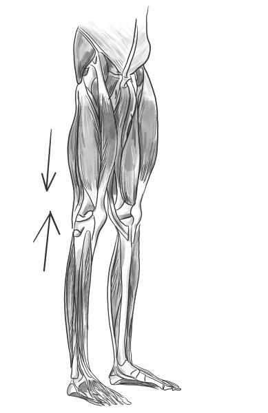 Избавься от триггерных точек. Готовые программы упражнений для устранения боли в позвоночнике, суставах и мышцах - i_006.jpg