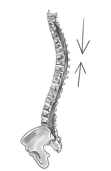 Избавься от триггерных точек. Готовые программы упражнений для устранения боли в позвоночнике, суставах и мышцах - i_007.jpg