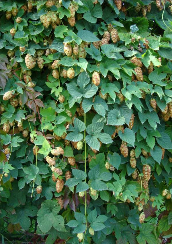 Сказка розового домика о друзьях и буквах. Стоп, Кадабра! - i_011.jpg