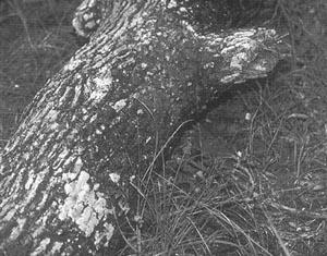 Профессиональные приемы вождения кроссового мотоцикла и эндуро (ЛП) - i_120.jpg