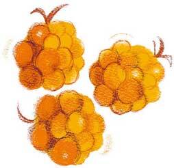 Торум и кедровый посох. Ханты-мансийские сказки - i_006.jpg