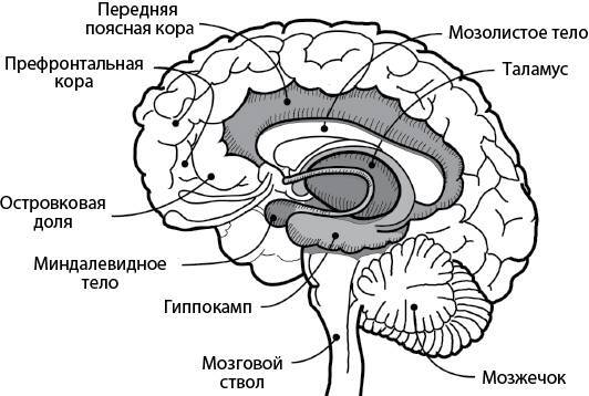 Развивающийся разум. Как отношения и мозг создают нас такими, какие мы есть - i_005.jpg