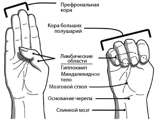 Развивающийся разум. Как отношения и мозг создают нас такими, какие мы есть - i_006.jpg