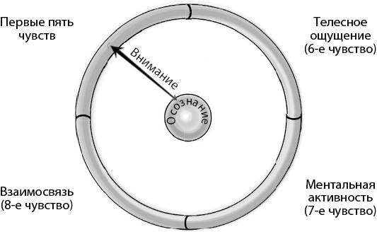Развивающийся разум. Как отношения и мозг создают нас такими, какие мы есть - i_008.jpg