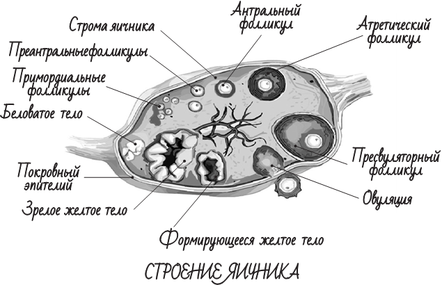 Project woman. Три главные книги о женском здоровье - i_009.png