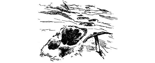 Тигр снегов. Неприкосновенная Канченджанга - i_032.png