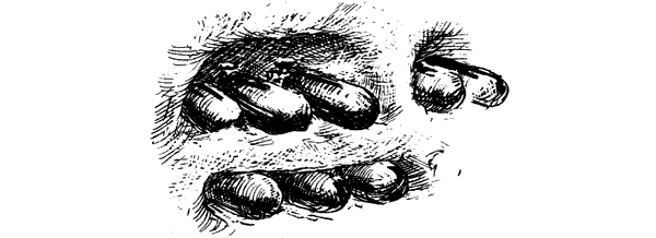 Тигр снегов. Неприкосновенная Канченджанга - i_063.png