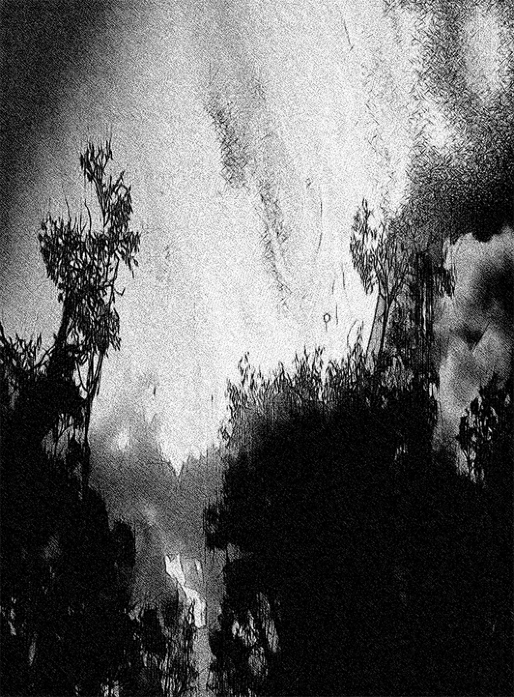 Сумерки эндемиков - _2.jpg