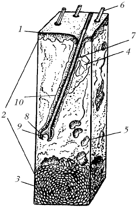 Ветеринарный справочник для владельцев собак - _08.png