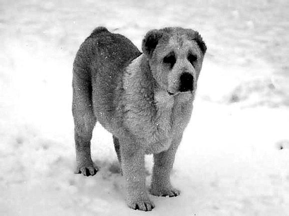 Среднеазиатская овчарка - _002.jpg