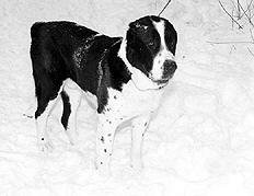 Среднеазиатская овчарка - _003.jpg