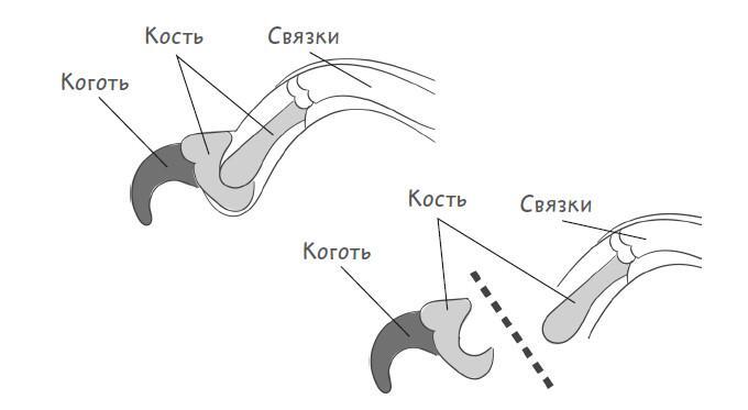 Здравствуйте, я ваша кошка! Руководство по уходу, общению и воспитанию - i_003.jpg