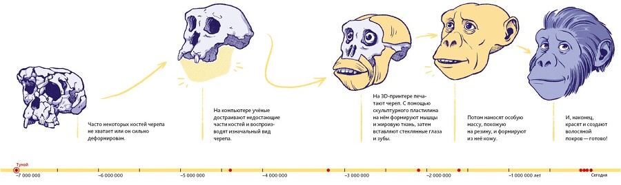 Путешествие во времени. Эволюция человека - i_014.jpg