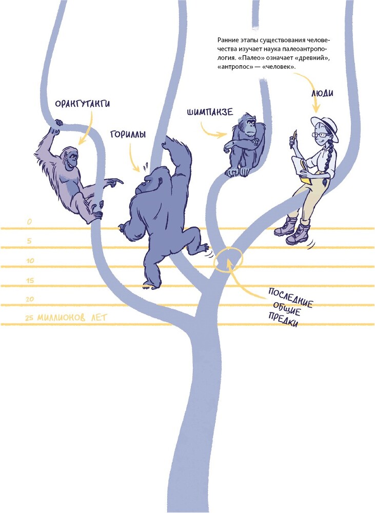 Путешествие во времени. Эволюция человека - i_017.jpg