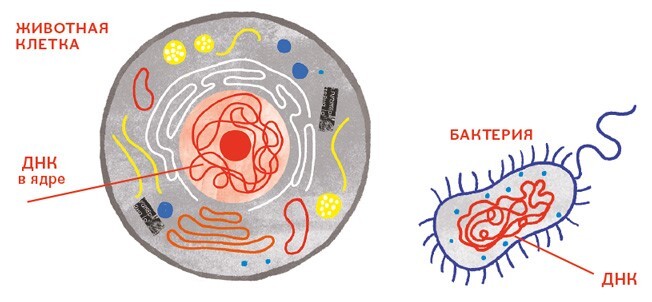 Расплетая ДНК: увлекательный путеводитель по генетике - i_012.jpg