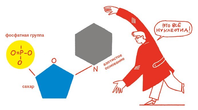 Расплетая ДНК: увлекательный путеводитель по генетике - i_014.jpg