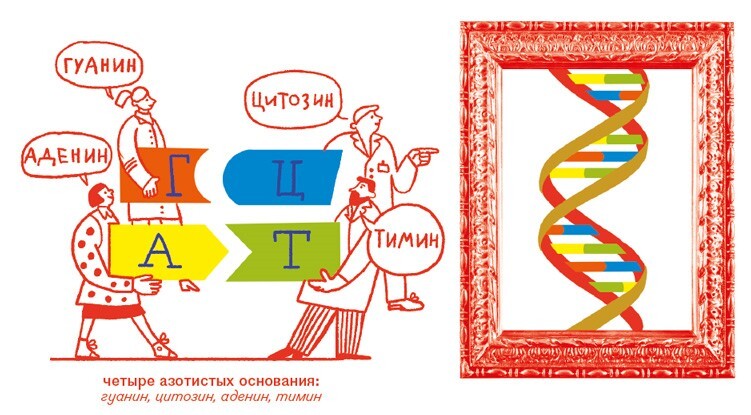 Расплетая ДНК: увлекательный путеводитель по генетике - i_015.jpg