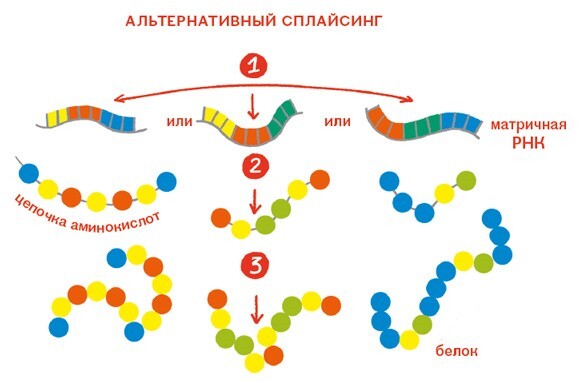 Расплетая ДНК: увлекательный путеводитель по генетике - i_021.jpg