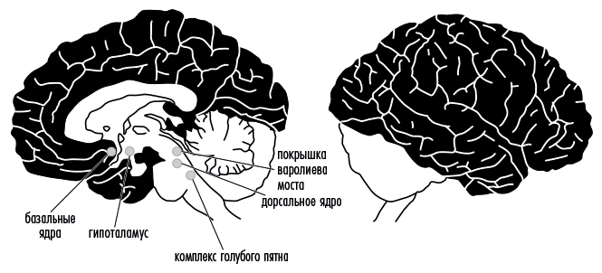 Скрытый источник сознания: В поисках природы субъективного опыта - i_003.png