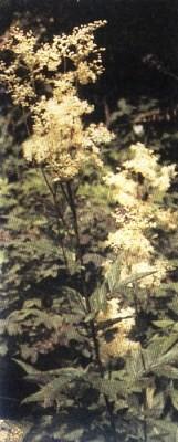 Растения – твои друзья и недруги - g51.jpg