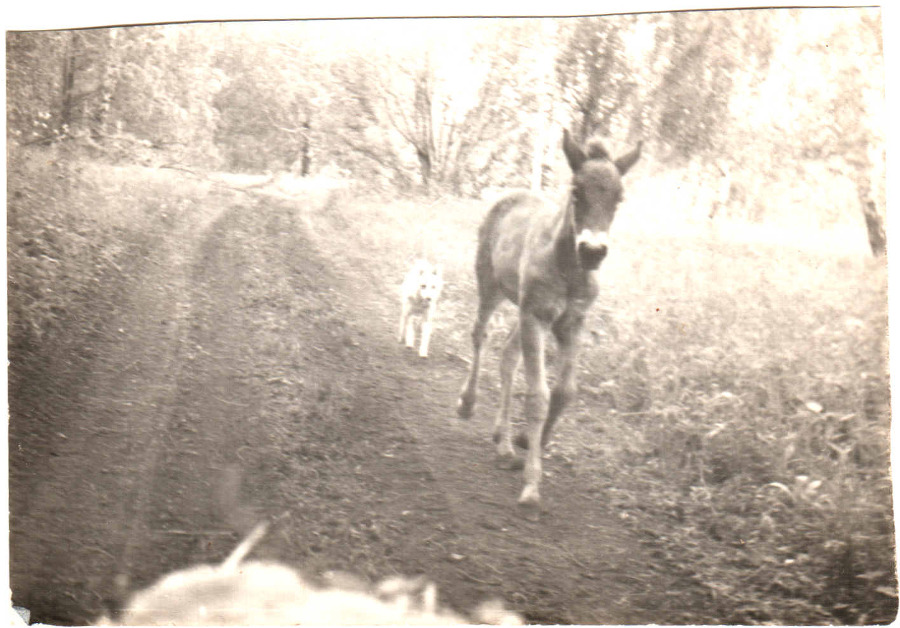 Я русскую землю люблю - _2.jpg