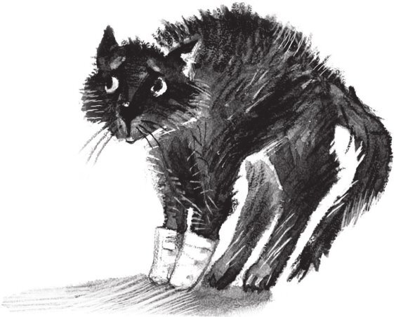 Кот, который нам нужен - b00000091.jpg