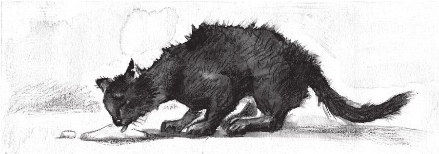 Кот, который нам нужен - b00000106.jpg