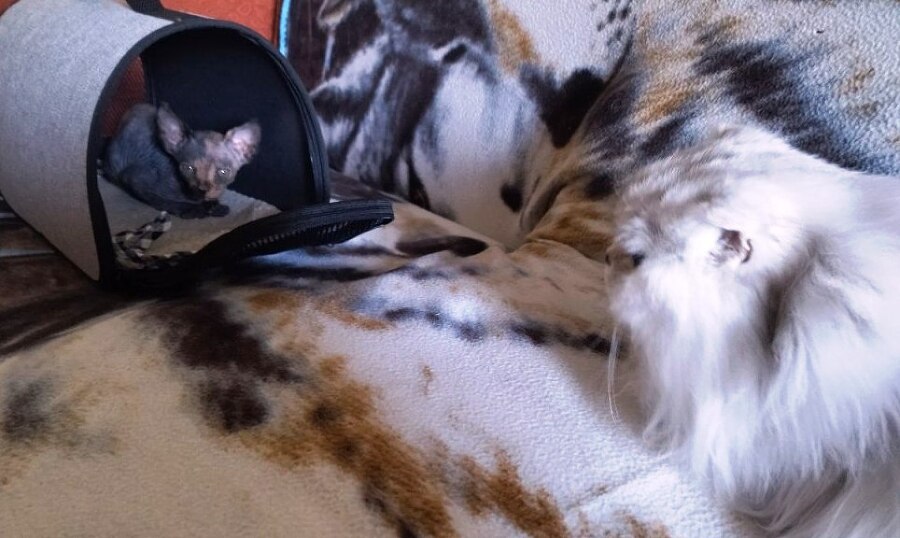 Соль с перцем, или Полгода из жизни кошкоматери - _0.jpg